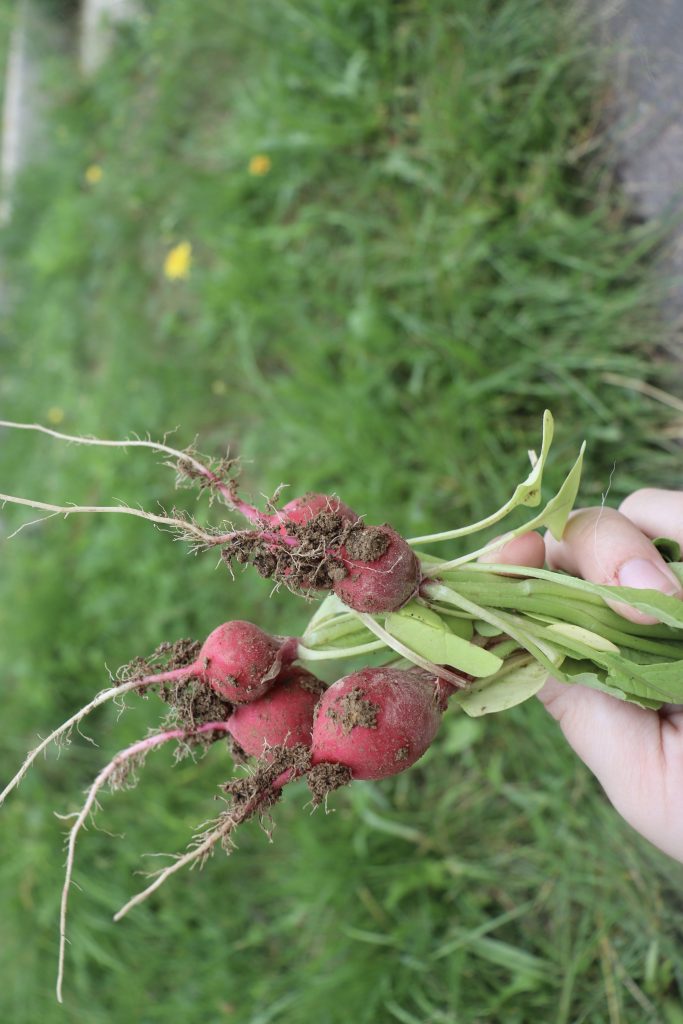 how to use up garden scraps with zero waste pesto